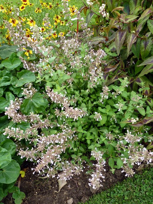 Nepeta grandiflora 'Down to Dusk'